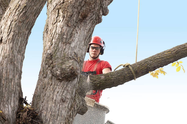 Trusted Long Creek, IL Tree Services Experts